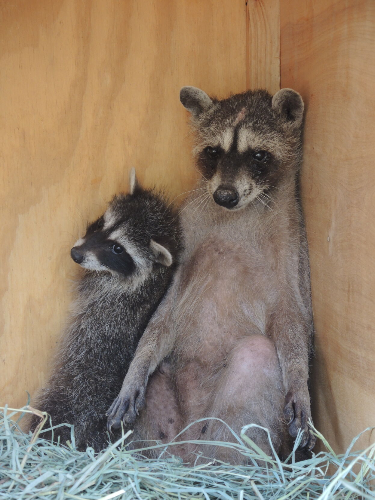 SWCC_Gypsy with orphan.JPG